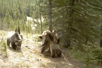 Cận cảnh quái vật "múa cột" đỉnh như... vũ nữ