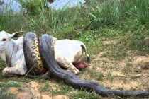 Kinh hoàng trăn “quái vật” nuốt chửng con mồi “khủng” (7)