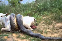 Kinh hoàng trăn “quái vật” nuốt chửng con mồi “khủng” (7)