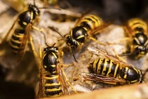 Cách nhận diện và xử lý khi bị ong vò vẽ đốt