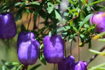 Mãn nhãn giống táo tím vừa ăn vừa để làm cảnh