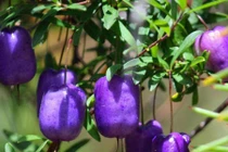 Mãn nhãn giống táo tím vừa ăn vừa để làm cảnh