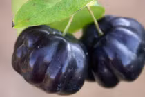 Ngỡ ngàng ngắm cherry đen cực độc “hái ra tiền“