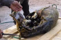 Món ngon rùng rợn: da hải cẩu bọc chim biển lên men