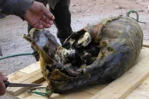 Món ngon rùng rợn: da hải cẩu bọc chim biển lên men