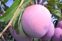 Trái cây ăn quả màu lạ hái ra tiền