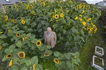 Tận mục vườn hoa hướng dương khủng được mùa bội thu 