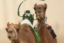 Đua lạc đà bằng robot - thú tiêu khiển của đại gia Dubai