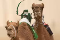 Đua lạc đà bằng robot - thú tiêu khiển của đại gia Dubai