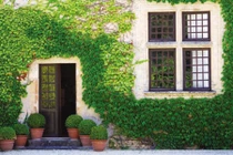 Những kiểu tường xanh làm cho nhà mát rượi ngày hè