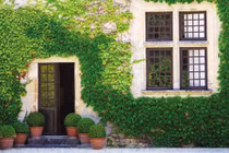 Những kiểu tường xanh làm cho nhà mát rượi ngày hè