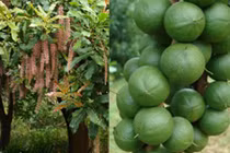 Công đoạn cầu kỳ chăm sóc cây mắc ca xa xỉ 