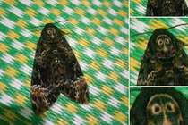 Hoảng sợ với chú bướm có "họ hàng xa" của Valak trong phim kinh dị