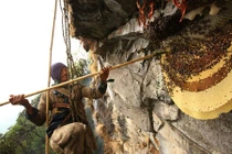 Hình ảnh thót tim cảnh lấy mật ong trên vách đá Himalaya