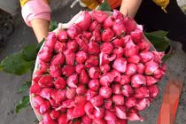 Hoa hồng rẻ như cho, ngồi nhà chốt bán 4 vạn bông/ngày