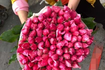 Hoa hồng rẻ như cho, ngồi nhà chốt bán 4 vạn bông/ngày