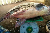 Ly kỳ chiến thuật săn “thủy quái” của “sát thủ” cá bên dòng Sê San