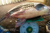 Ly kỳ chiến thuật săn “thủy quái” của “sát thủ” cá bên dòng Sê San