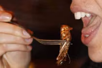 Khám phá món ngon rùng rợn tại nhà hàng Pháp