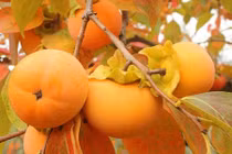 Mùa thu ăn hồng giúp chống ung thư, tăng hệ miễn dịch