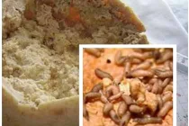 Cận cảnh pho mát giòi - món ăn bổ cho quý ông 