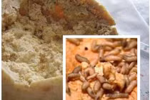 Cận cảnh pho mát giòi - món ăn bổ cho quý ông 