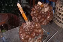 Quả dừa nước xấu xí nhưng là đặc sản ngon nức tiếng miền Tây