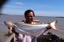 Ly kỳ những giai thoại thú vị về cá sấu 5 chân ở sông Vàm Nao