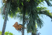 Loại cây trồng trước nhà giúp lộc vượng quanh năm 