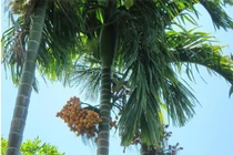 Loại cây trồng trước nhà giúp lộc vượng quanh năm 