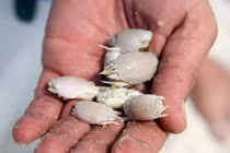 Liều lĩnh nuôi bọ chét trên cơ thể