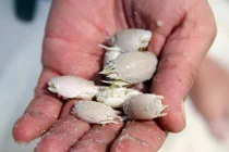 Liều lĩnh nuôi bọ chét trên cơ thể