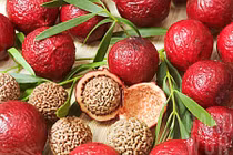 Tận mục giống đào Úc sốt xình xịch