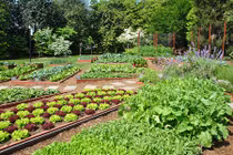 Cận cảnh củ quả, rau sạch ít biết trong Nhà Trắng