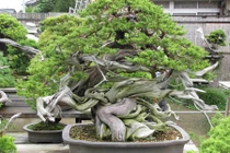 Những chậu bonsai “khủng” khiến dân chơi thích mê