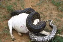 Kinh hoàng trăn “quái vật” nuốt chửng con mồi “khủng“ (2)