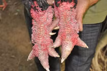 Chân khủng sần sùi móng rồng quý hiếm của gà Đông Tảo