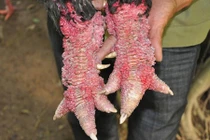 Chân khủng sần sùi móng rồng quý hiếm của gà Đông Tảo