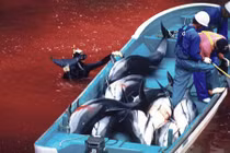 Ám ảnh nghề săn cá voi đẫm máu ở Nhật