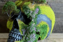 Kinh dị nhìn cây bonsai kỳ quặc hình hộp sọ người