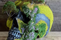 Kinh dị nhìn cây bonsai kỳ quặc hình hộp sọ người