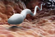 9 sự thật về tinh binh, cánh mày râu cũng bất ngờ