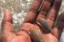 Đặc sản kỳ lạ nổi tiếng trên sông Hằng của Ấn Độ