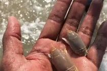 Đặc sản kỳ lạ nổi tiếng trên sông Hằng của Ấn Độ