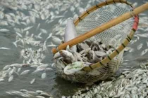 Kinh hoàng sông phủ trắng cá chết