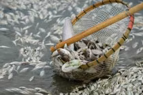 Kinh hoàng sông phủ trắng cá chết