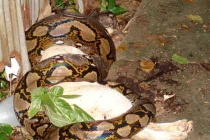 Kinh hoàng trăn “quái vật” nuốt chửng con mồi “khủng” (8)