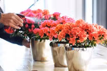 Những cây cảnh độc hại cần tẩy chay ngay lập tức