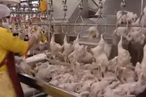 Ảnh hiếm công nghệ nuôi gà thịt siêu đẳng ở Ả Rập