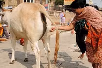 Những bí quyết làm đẹp kỳ dị của người Ấn Độ cổ đại